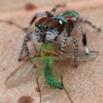 Maratus volans with prey green midge, NSW © Michael Doe
