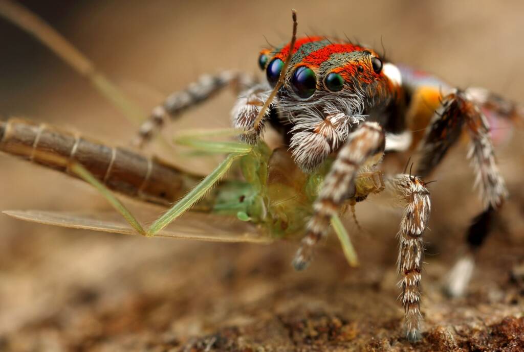 Maratus volans with prey, NSW © Michael Doe