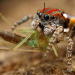 Maratus volans with prey, NSW © Michael Doe