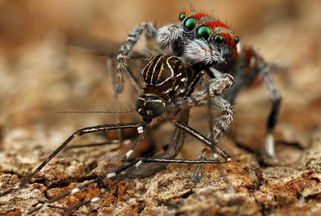 Maratus volans with prey, NSW © Michael Doe