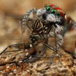 Maratus volans with prey, NSW © Michael Doe