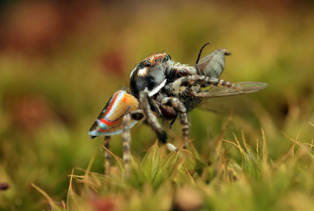 Maratus volans with prey, NSW © Michael Doe
