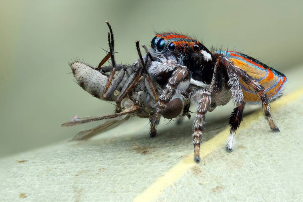 Maratus volans with prey, NSW © Michael Doe
