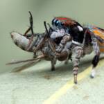 Maratus volans with prey, NSW © Michael Doe