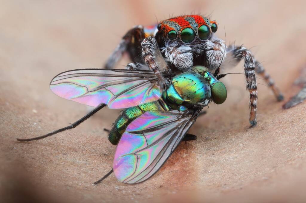 Maratus volans with prey, NSW © Michael Doe