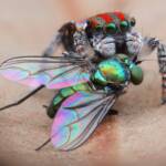 Maratus volans with prey, NSW © Michael Doe