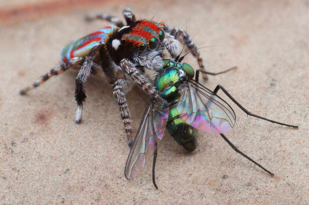 Maratus volans with prey, NSW © Michael Doe