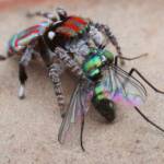 Maratus volans with prey, NSW © Michael Doe
