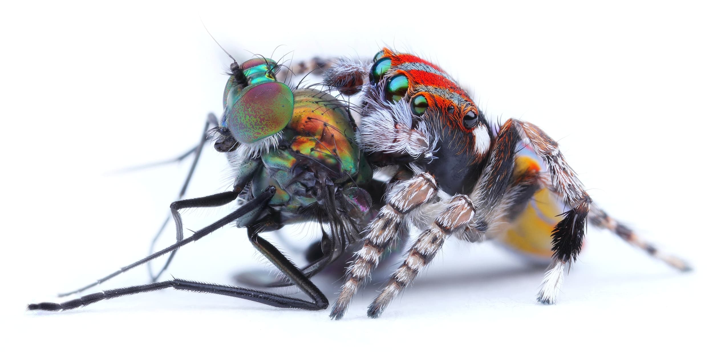 Maratus volans with prey (a Dolichopodid Fly), Central Coast NSW © Michael Doe