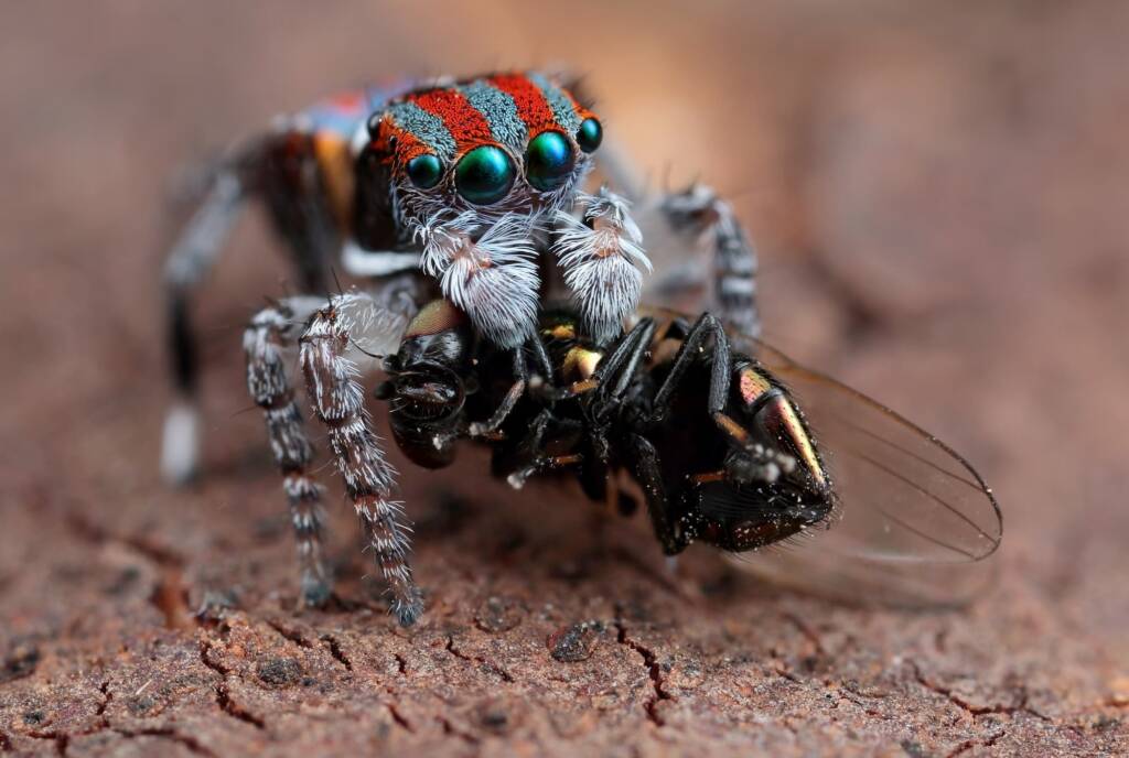 Maratus volans with prey, Woy Woy NSW © Michael Doe