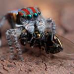 Maratus volans with prey, Woy Woy NSW © Michael Doe