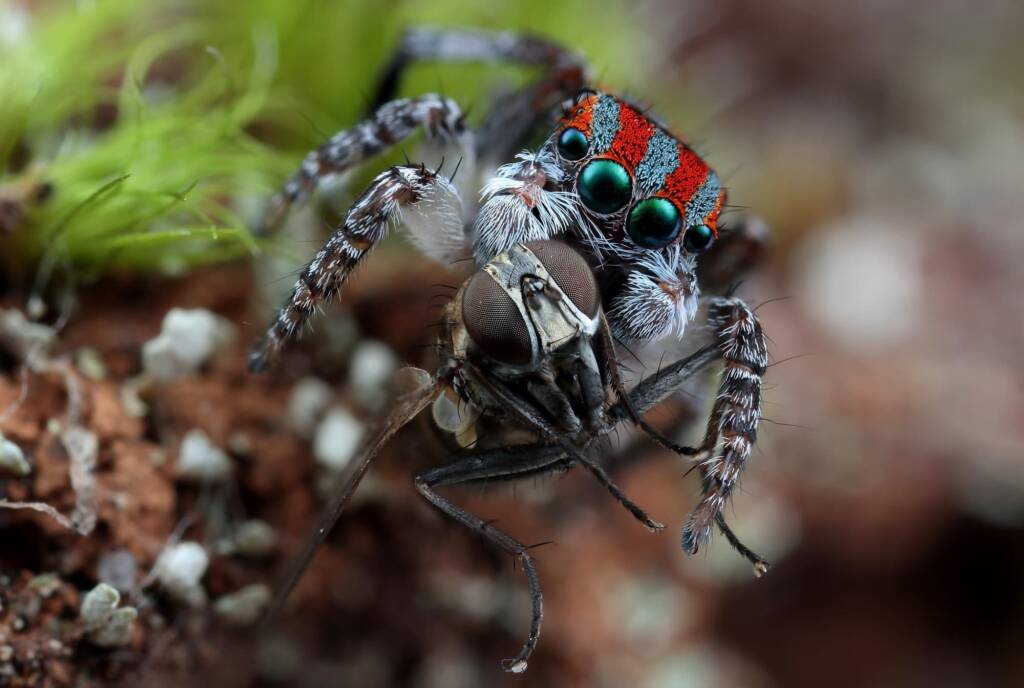 Maratus volans with prey, Woy Woy NSW © Michael Doe
