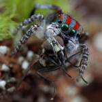 Maratus volans with prey, Woy Woy NSW © Michael Doe