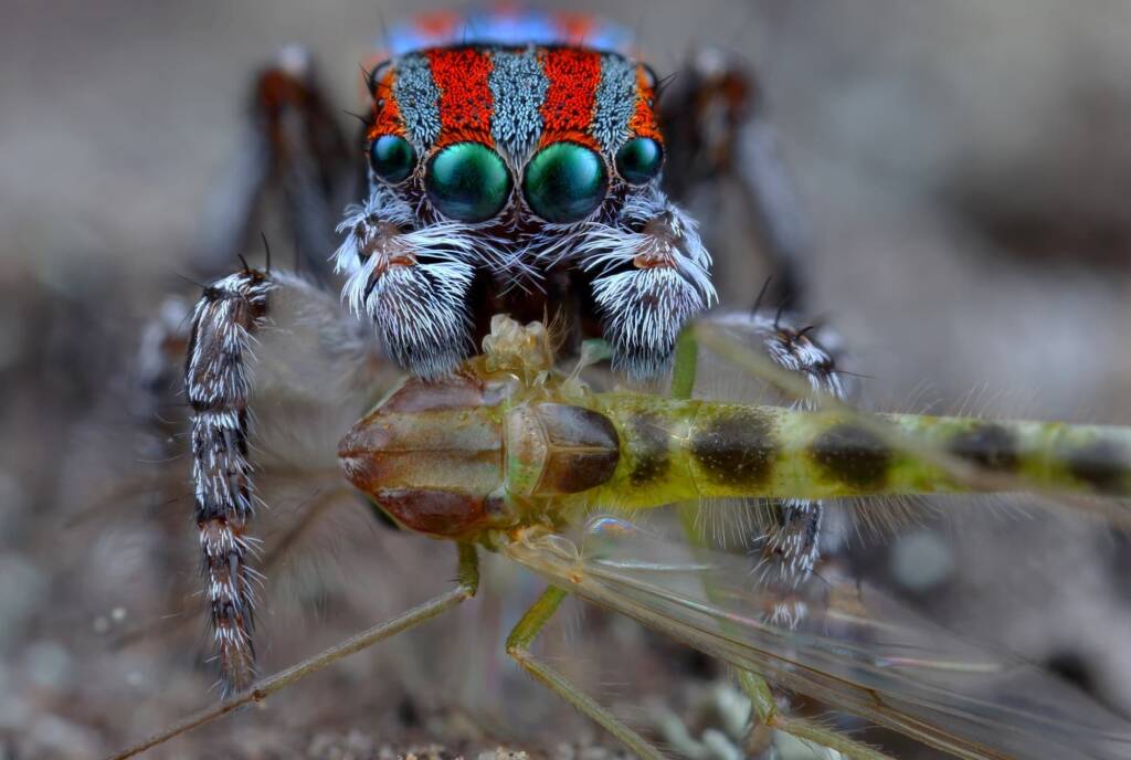 Maratus volans with prey, Woy Woy NSW © Michael Doe