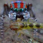 Maratus volans with prey, Woy Woy NSW © Michael Doe