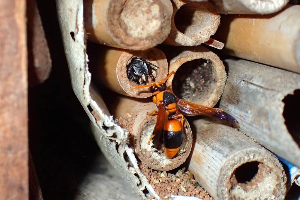 Megachile canifrons and wasp © Gary Taylor