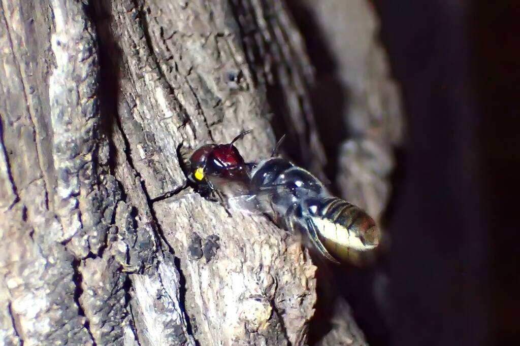 the outlaw cowboys - Meroglossa rubricata versus Megachile "asoc" bee © Gary Taylor