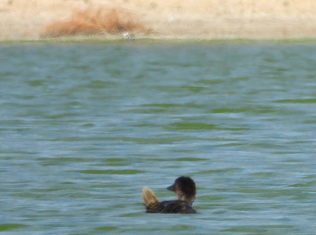 Musk Duck (Biziura lobata), Alice Springs Sewerage Ponds NT © Dorothy Latimer
