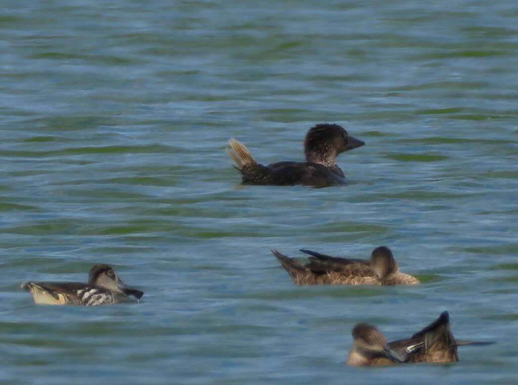 Musk Duck (Biziura lobata), Alice Springs Sewerage Ponds NT © Dorothy Latimer