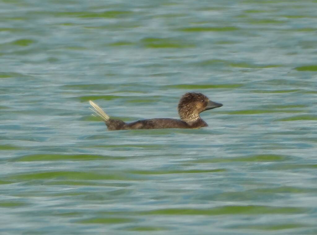 Musk Duck (Biziura lobata), Alice Springs Sewerage Ponds NT © Dorothy Latimer