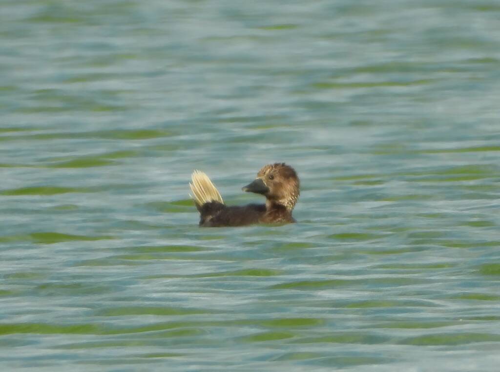 Musk Duck (Biziura lobata), Alice Springs Sewerage Ponds NT © Dorothy Latimer