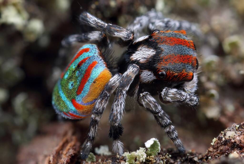 Newly moulted Maratus volans, Woy Woy NSW © Michael Doe