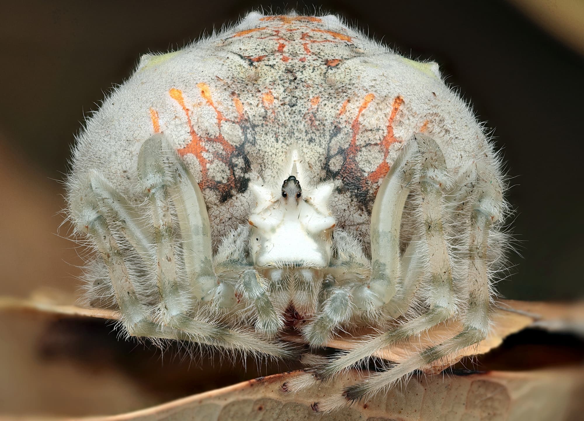 Magnificent Spider (Ordgarius magnificus), Narara NSW © Michael Doe