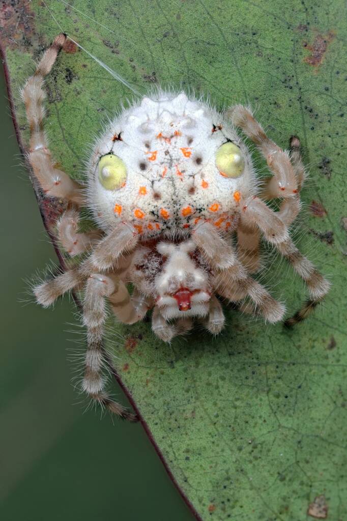 Magnificent Spider (Ordgarius magnificus), Narara NSW © Michael Doe