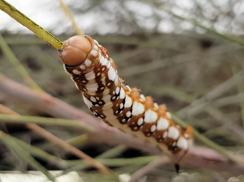Banksia Moth caterpillar (Psalidostetha banksiae), Alice Springs Desert Park NT