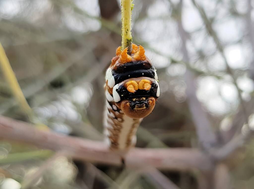 Banksia Moth caterpillar (Psalidostetha banksiae), Alice Springs Desert Park NT