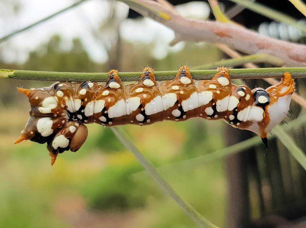 Banksia Moth caterpillar (Psalidostetha banksiae), Alice Springs Desert Park NT
