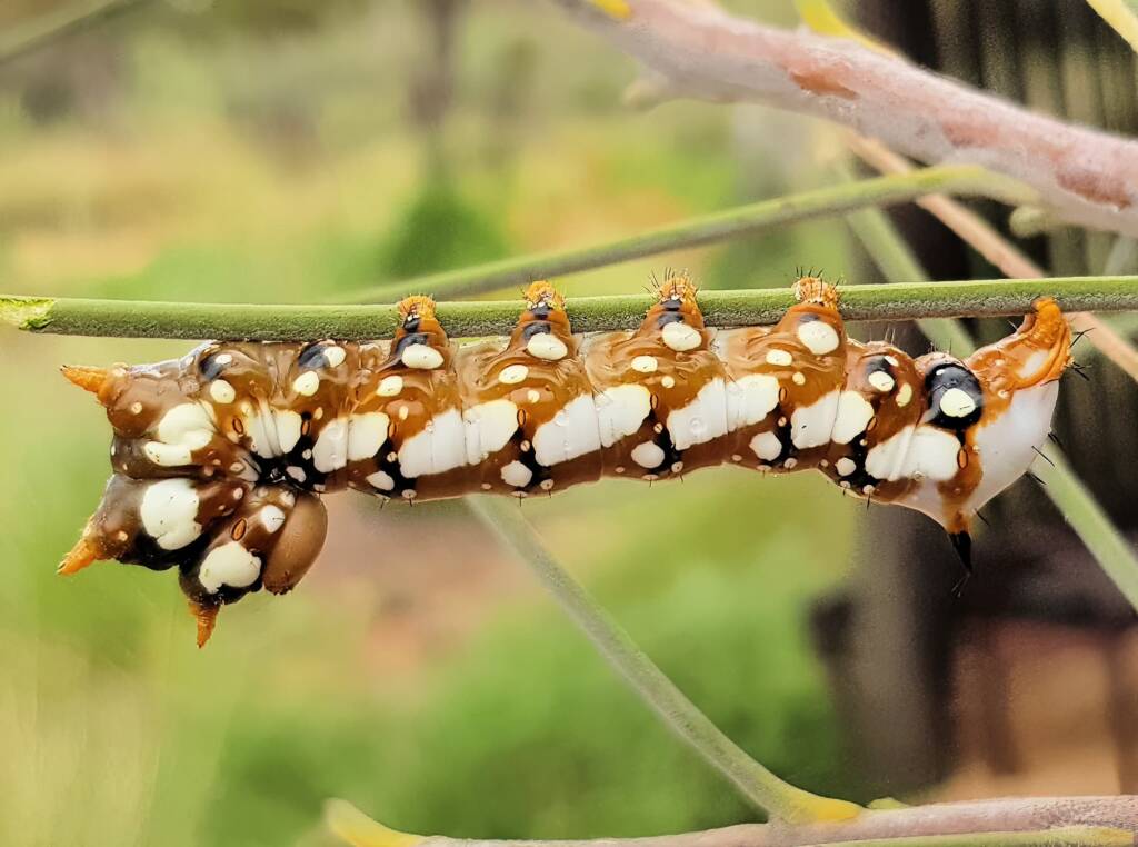 Banksia Moth caterpillar (Psalidostetha banksiae), Alice Springs Desert Park NT