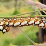 Banksia Moth caterpillar (Psalidostetha banksiae), Alice Springs Desert Park NT