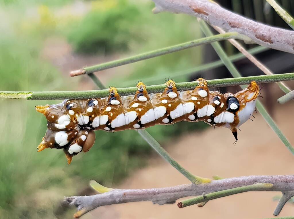 Banksia Moth caterpillar (Psalidostetha banksiae), Alice Springs Desert Park NT