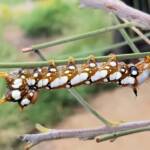 Banksia Moth caterpillar (Psalidostetha banksiae), Alice Springs Desert Park NT