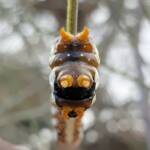 Banksia Moth caterpillar (Psalidostetha banksiae), Alice Springs Desert Park NT