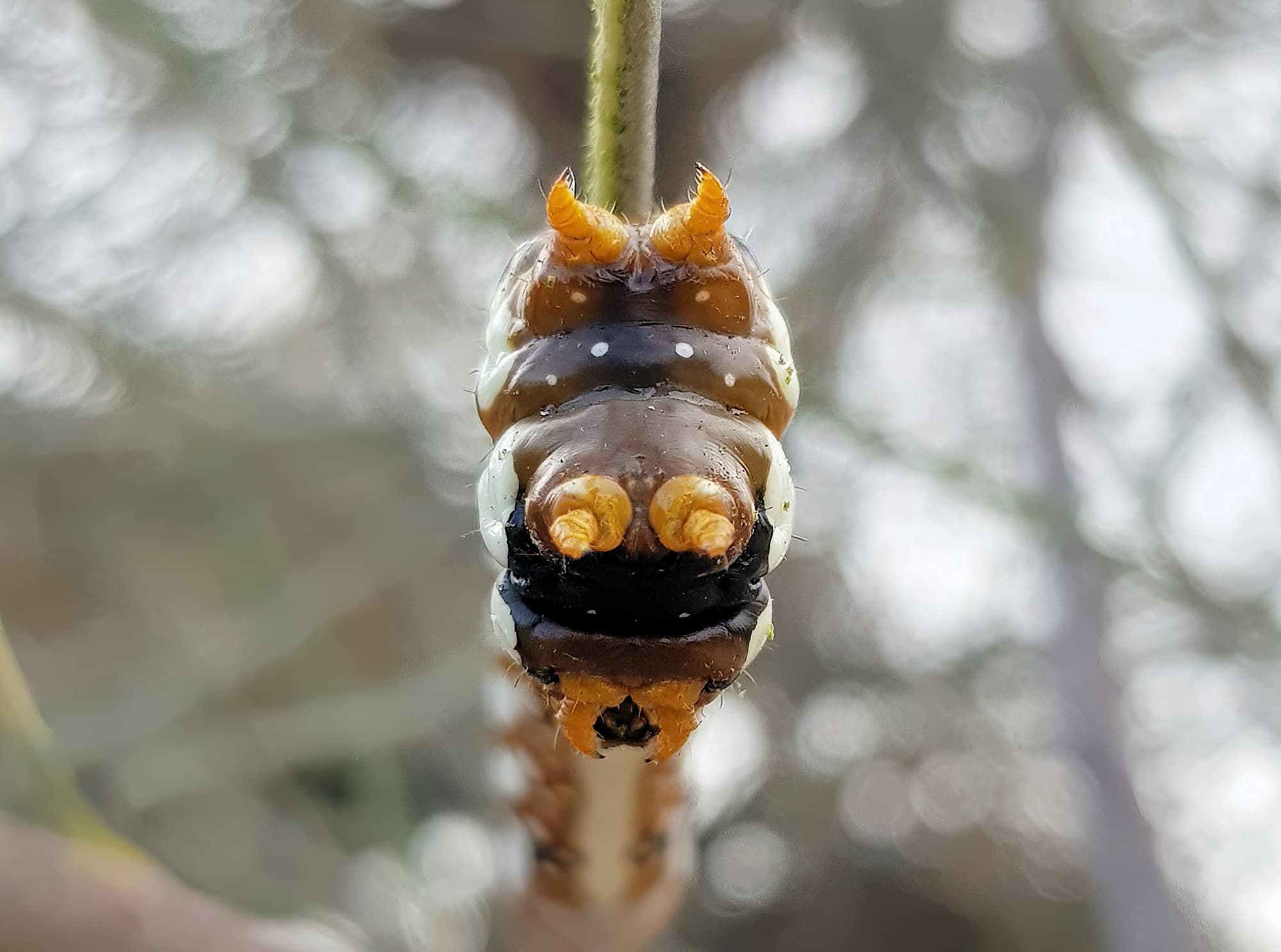 Banksia Moth caterpillar (Psalidostetha banksiae), Alice Springs Desert Park NT