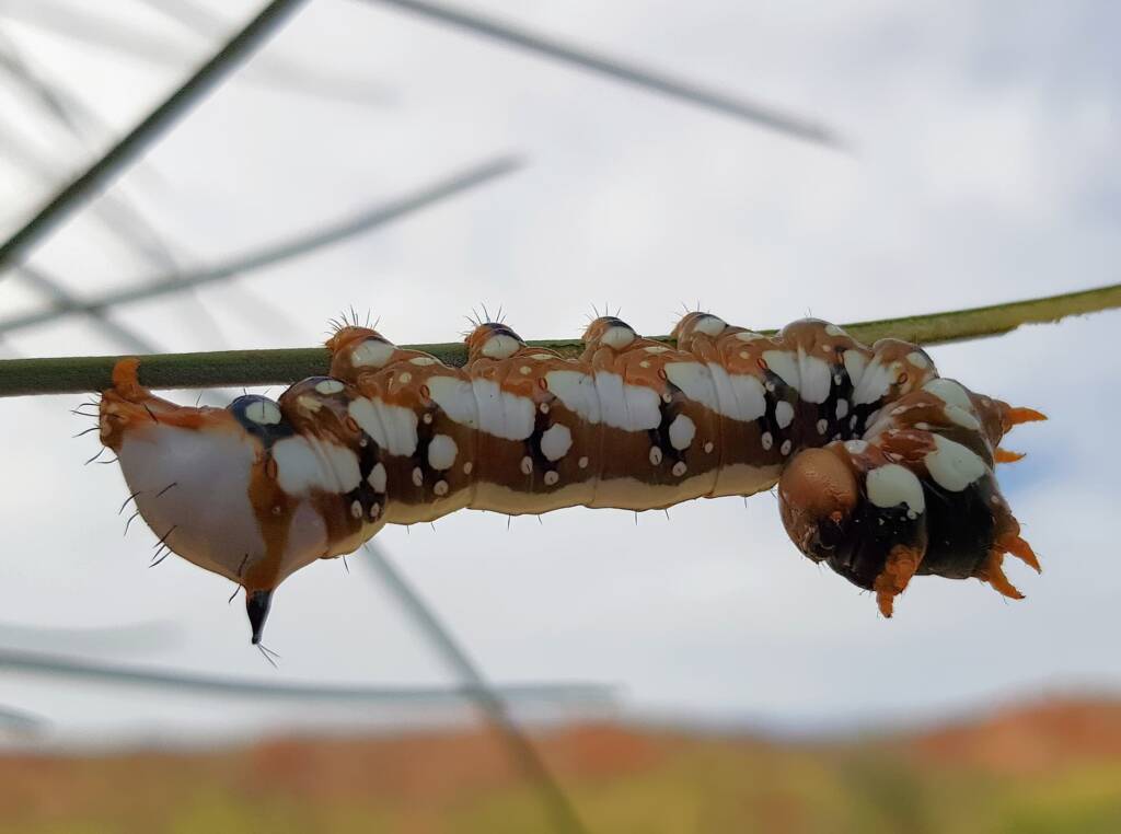 Banksia Moth caterpillar (Psalidostetha banksiae), Alice Springs Desert Park NT