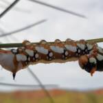 Banksia Moth caterpillar (Psalidostetha banksiae), Alice Springs Desert Park NT
