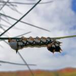 Banksia Moth caterpillar (Psalidostetha banksiae), Alice Springs Desert Park NT