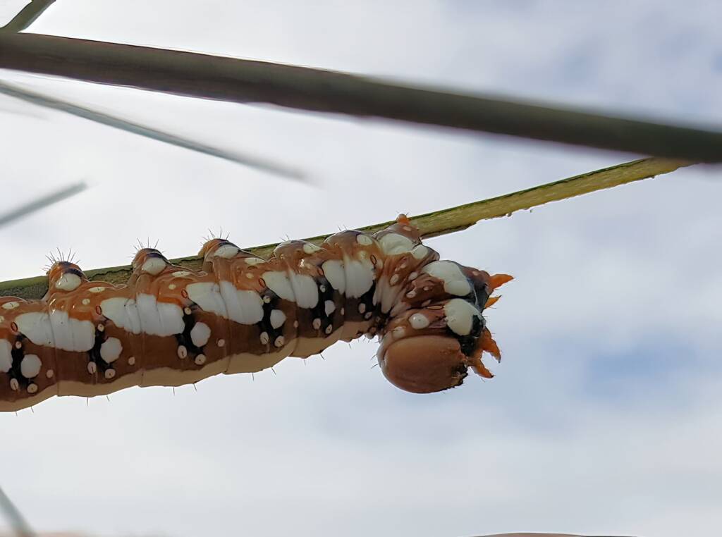 Banksia Moth caterpillar (Psalidostetha banksiae), Alice Springs Desert Park NT