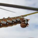 Banksia Moth caterpillar (Psalidostetha banksiae), Alice Springs Desert Park NT