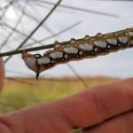 Banksia Moth caterpillar (Psalidostetha banksiae), Alice Springs Desert Park NT