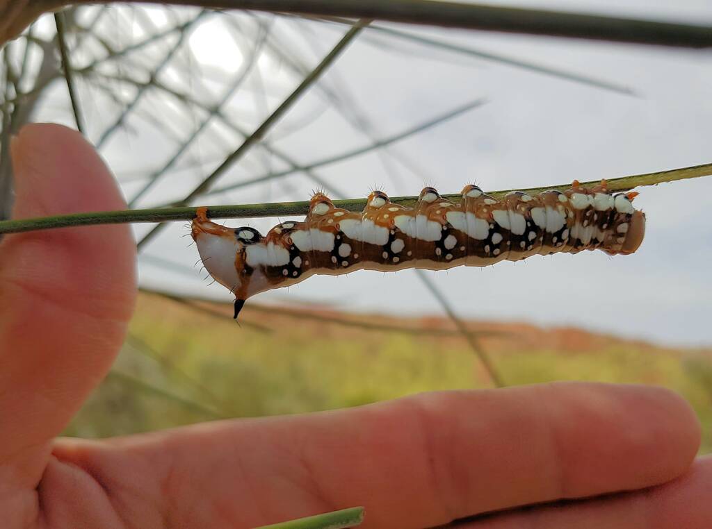 Banksia Moth caterpillar (Psalidostetha banksiae), Alice Springs Desert Park NT