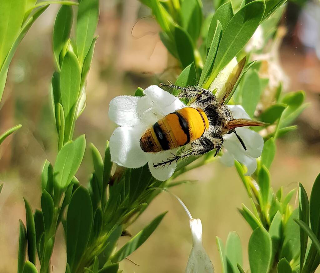 Female Yellow Hairy Flower Wasp (Radumeris tasmaniensis), Olive Pink Botanic Garden, Alice Springs NT