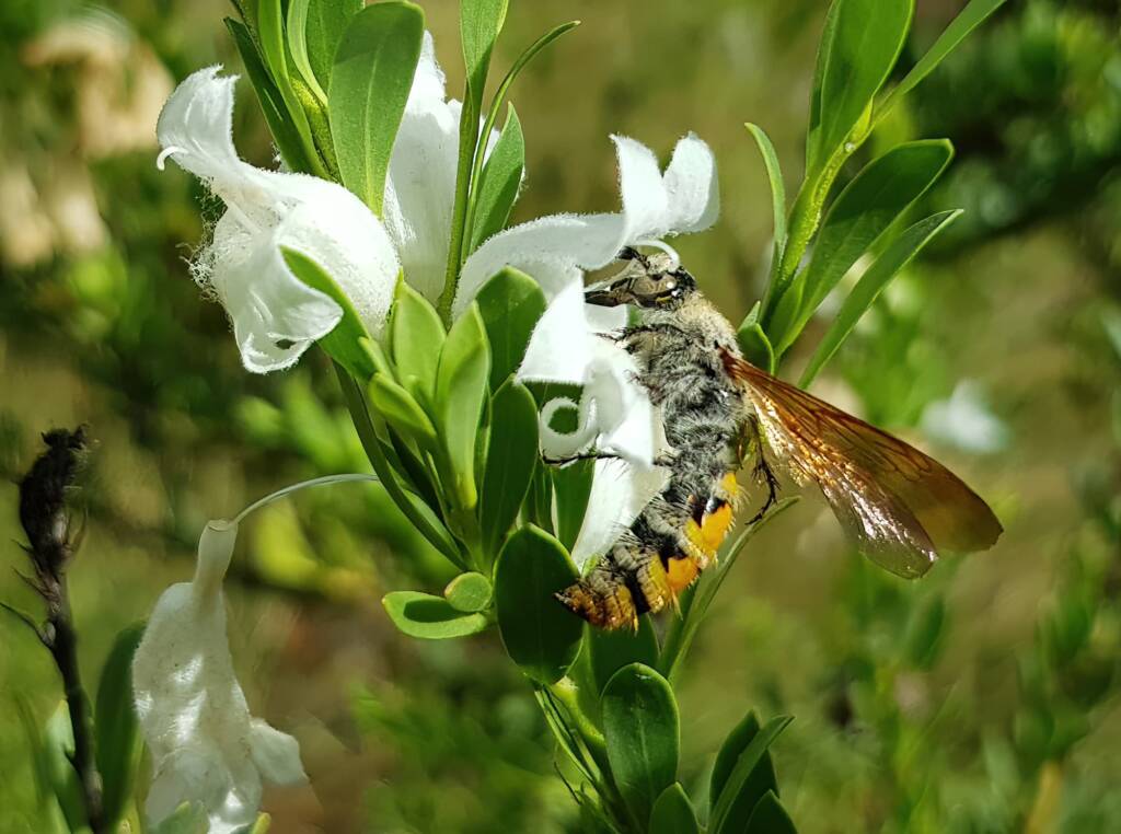 Female Yellow Hairy Flower Wasp (Radumeris tasmaniensis), Olive Pink Botanic Garden, Alice Springs NT