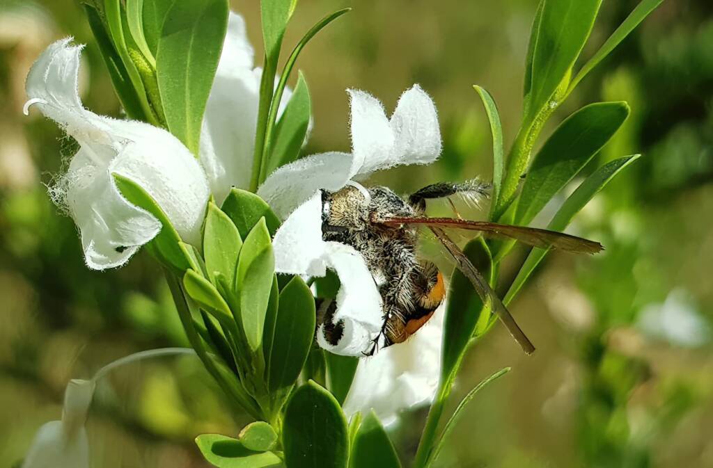 Female Yellow Hairy Flower Wasp (Radumeris tasmaniensis), Olive Pink Botanic Garden, Alice Springs NT