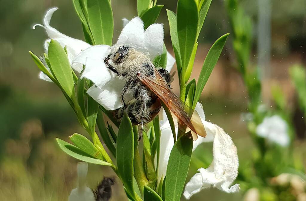 Female Yellow Hairy Flower Wasp (Radumeris tasmaniensis), Olive Pink Botanic Garden, Alice Springs NT