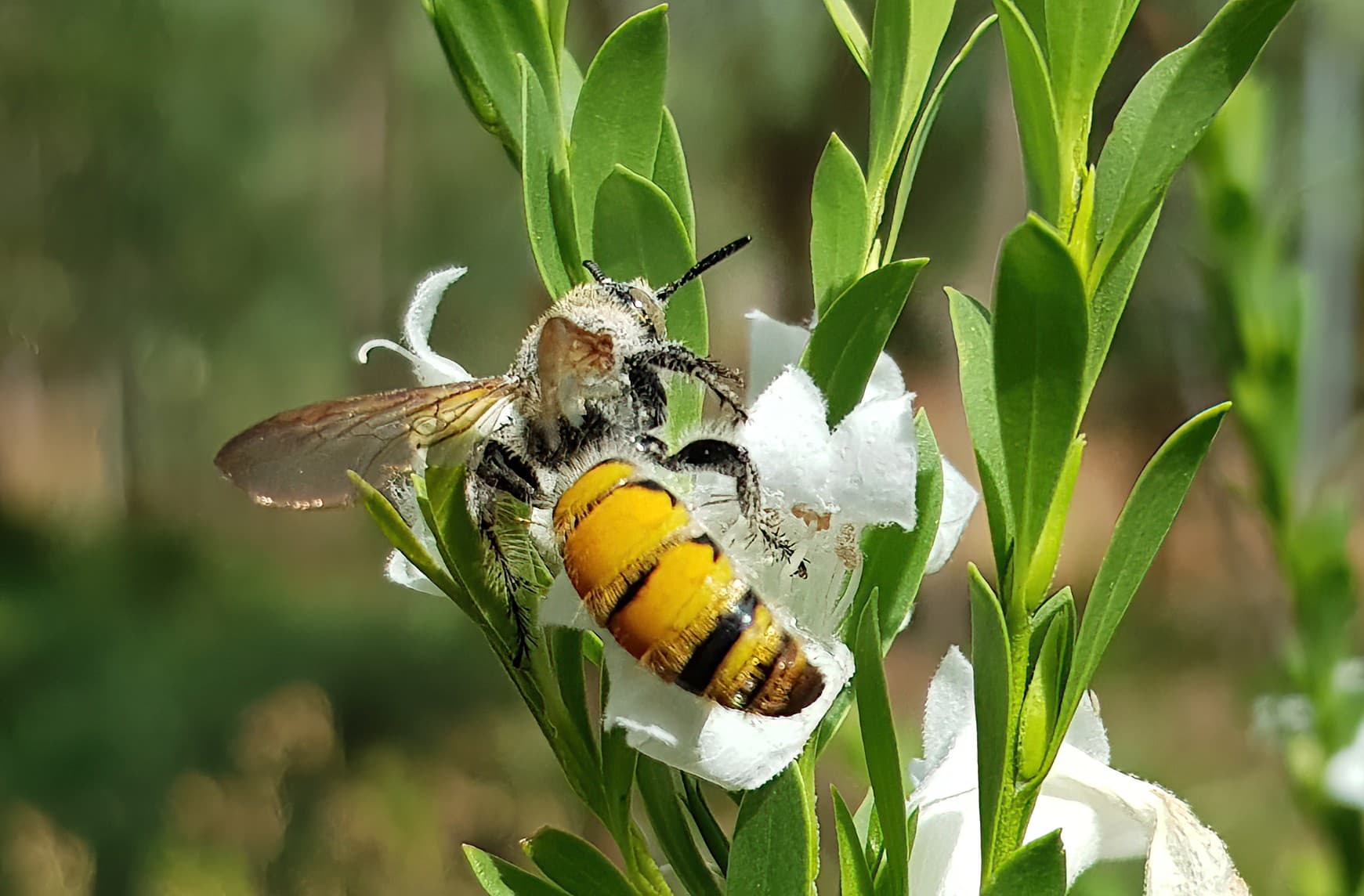 Female Yellow Hairy Flower Wasp (Radumeris tasmaniensis), Olive Pink Botanic Garden, Alice Springs NT