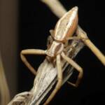 Long Crab Spider (Runcinia acuminata), Brisbane QLD © Stefan Jones